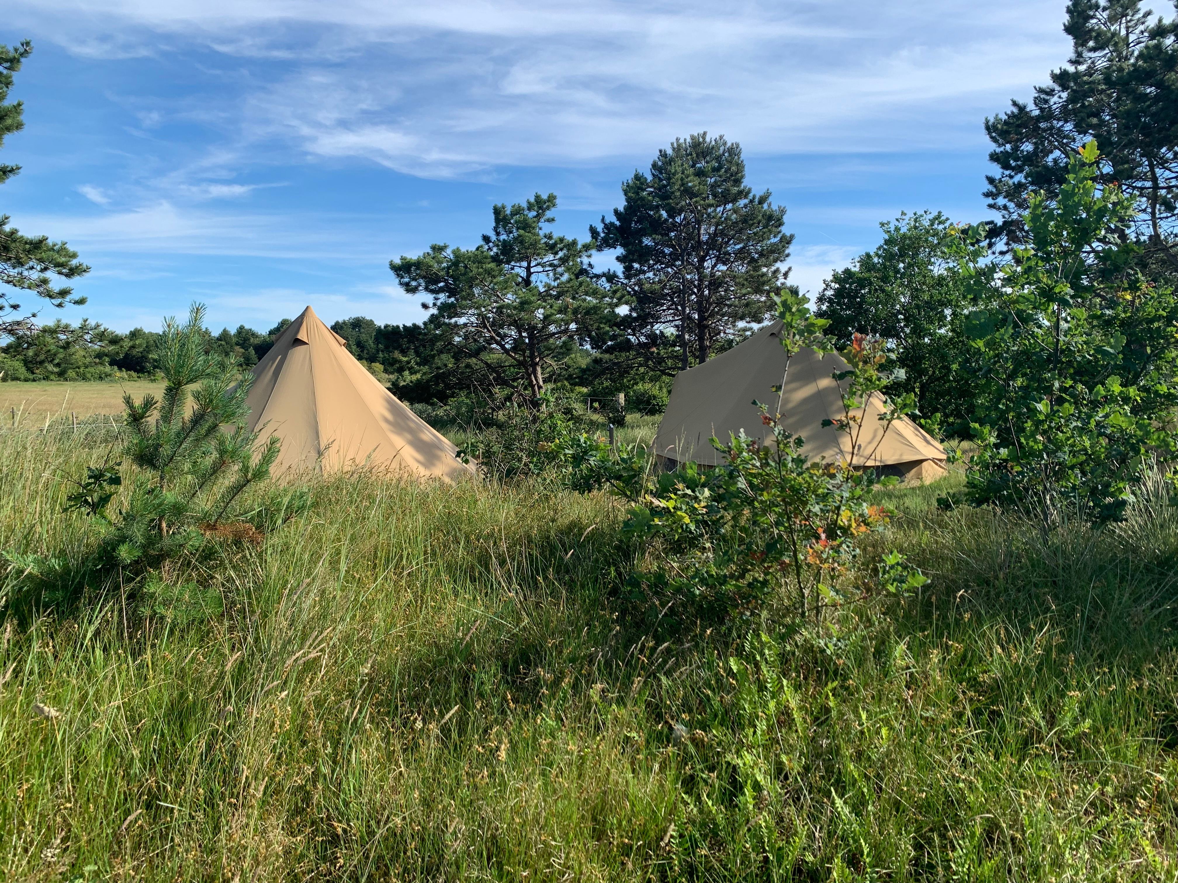 Safaritenten tussen de duinen bij Strandcamping Duinoord